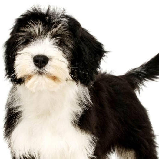 Polish lowland clearance sheepdog adoption